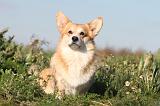 CORGI PEMBROKE 690